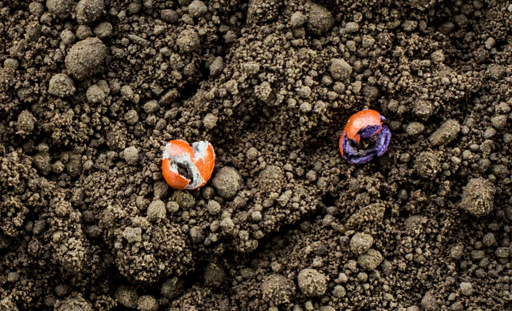 CONVISO(R) SMART_SMART KWS seed_purple pill